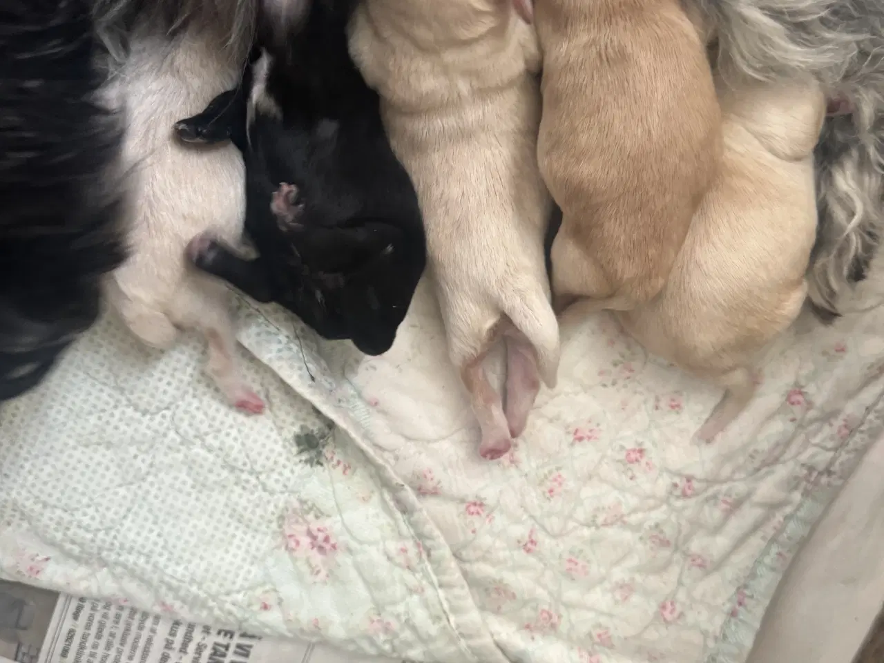 Billede 1 - 🐶Små Havapoo hvalpe til salg🐶