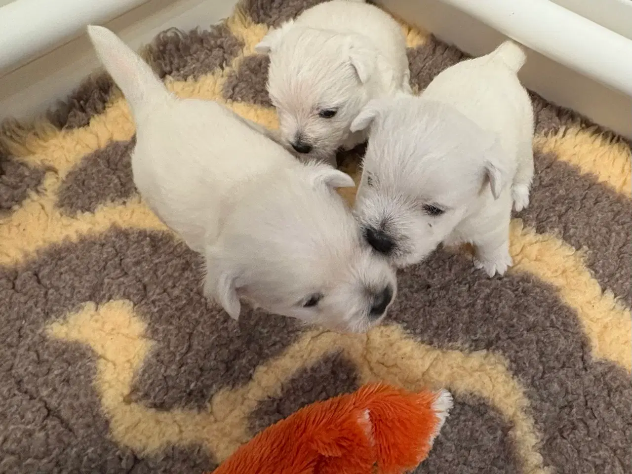 Billede 2 - West Highland White Terrier hvalpe til salg
