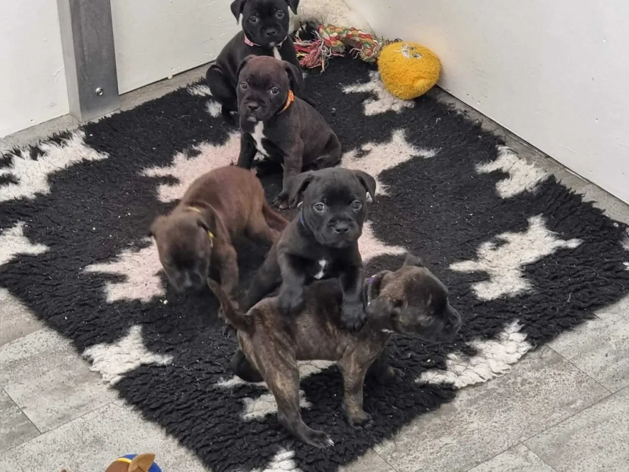 Billede 2 - Engelsk staffordshire Bull terrie hvalpe 