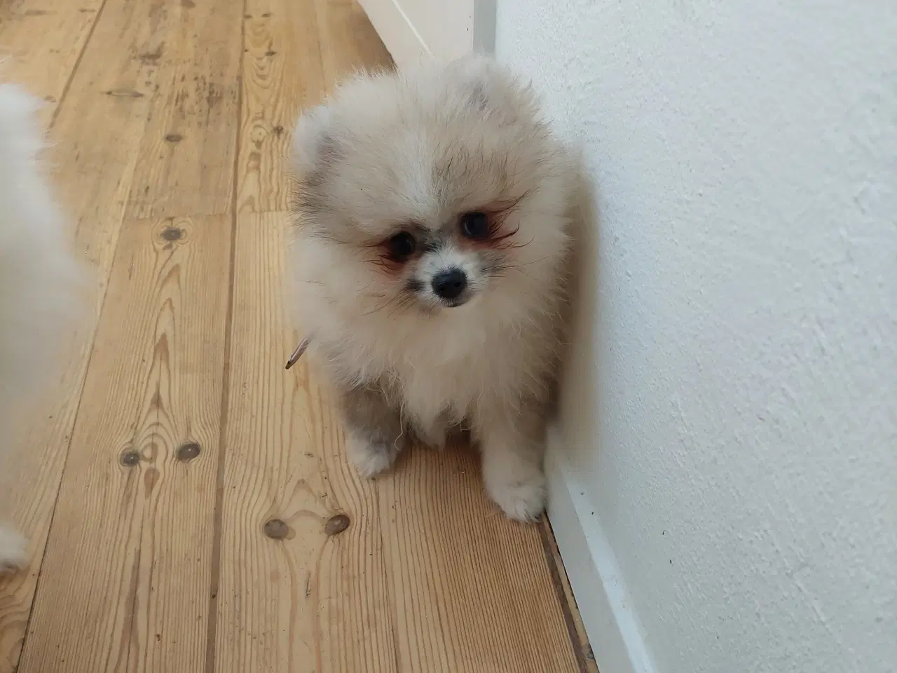 Billede 4 - Pomeranian hvalp 