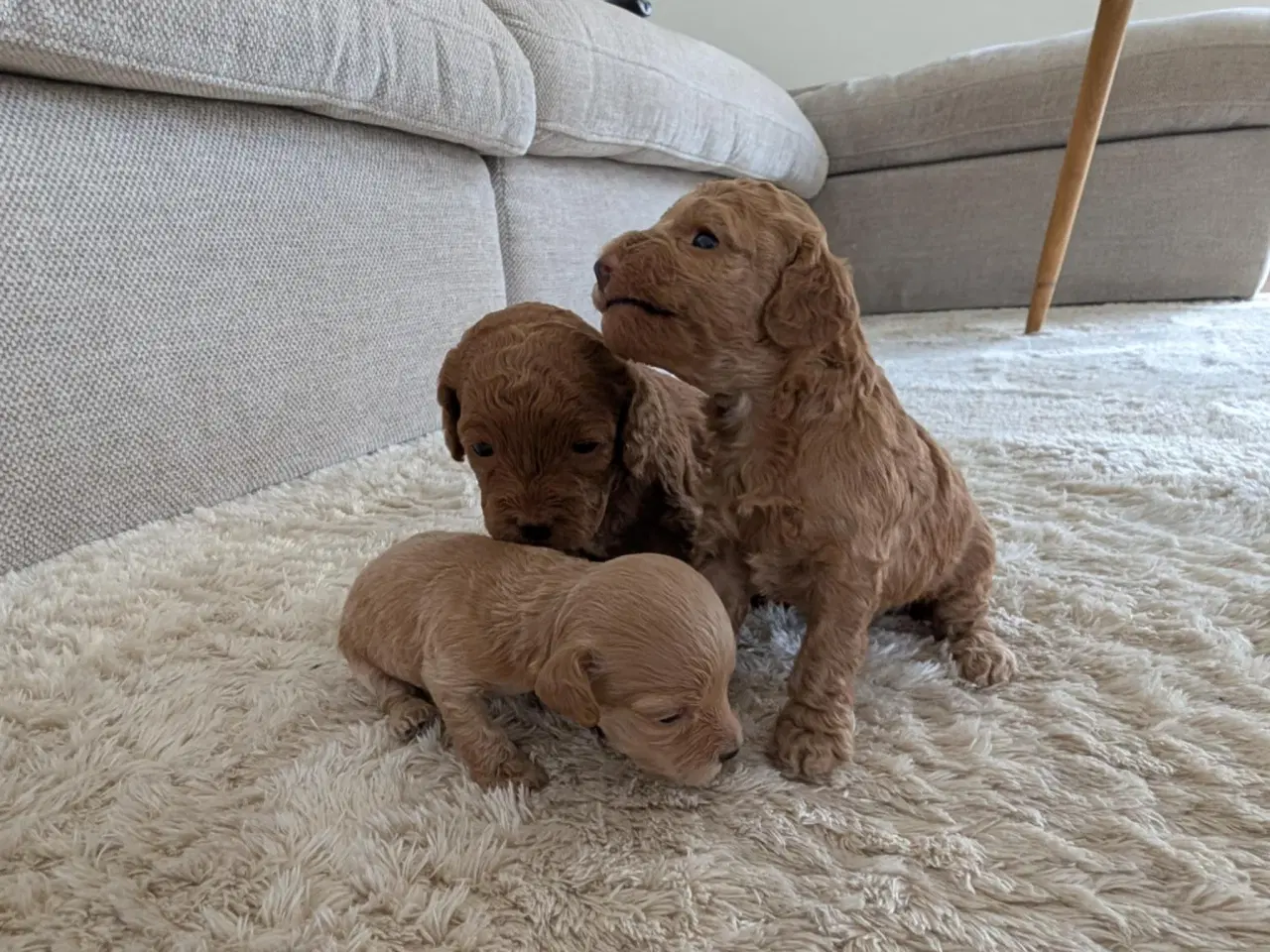 Billede 4 - Cockerpoo hvalpe 
