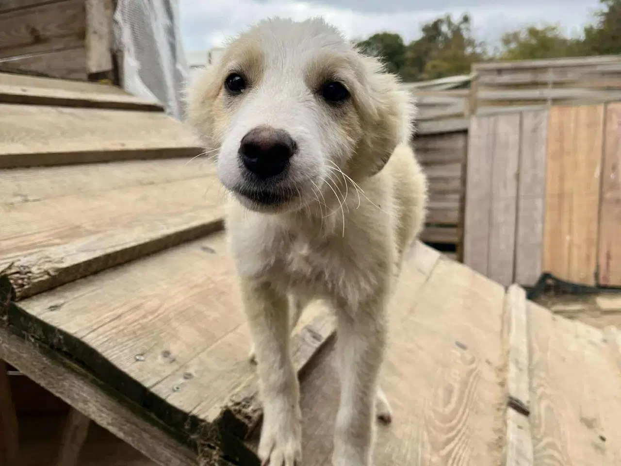 Billede 6 - Skønne Aslak søger familie 💙