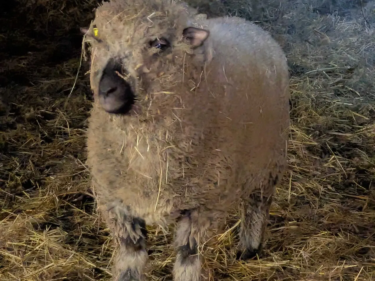 Billede 4 - Shropshire vædder, 1 år , M3