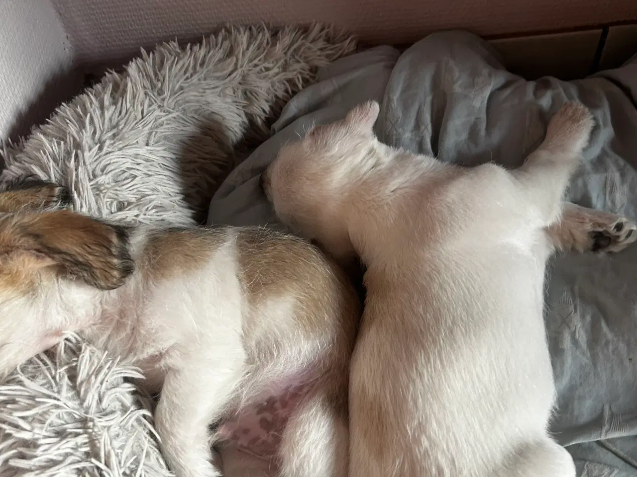Billede 9 - Bichon frise/chihuahua/malteser hvalpe