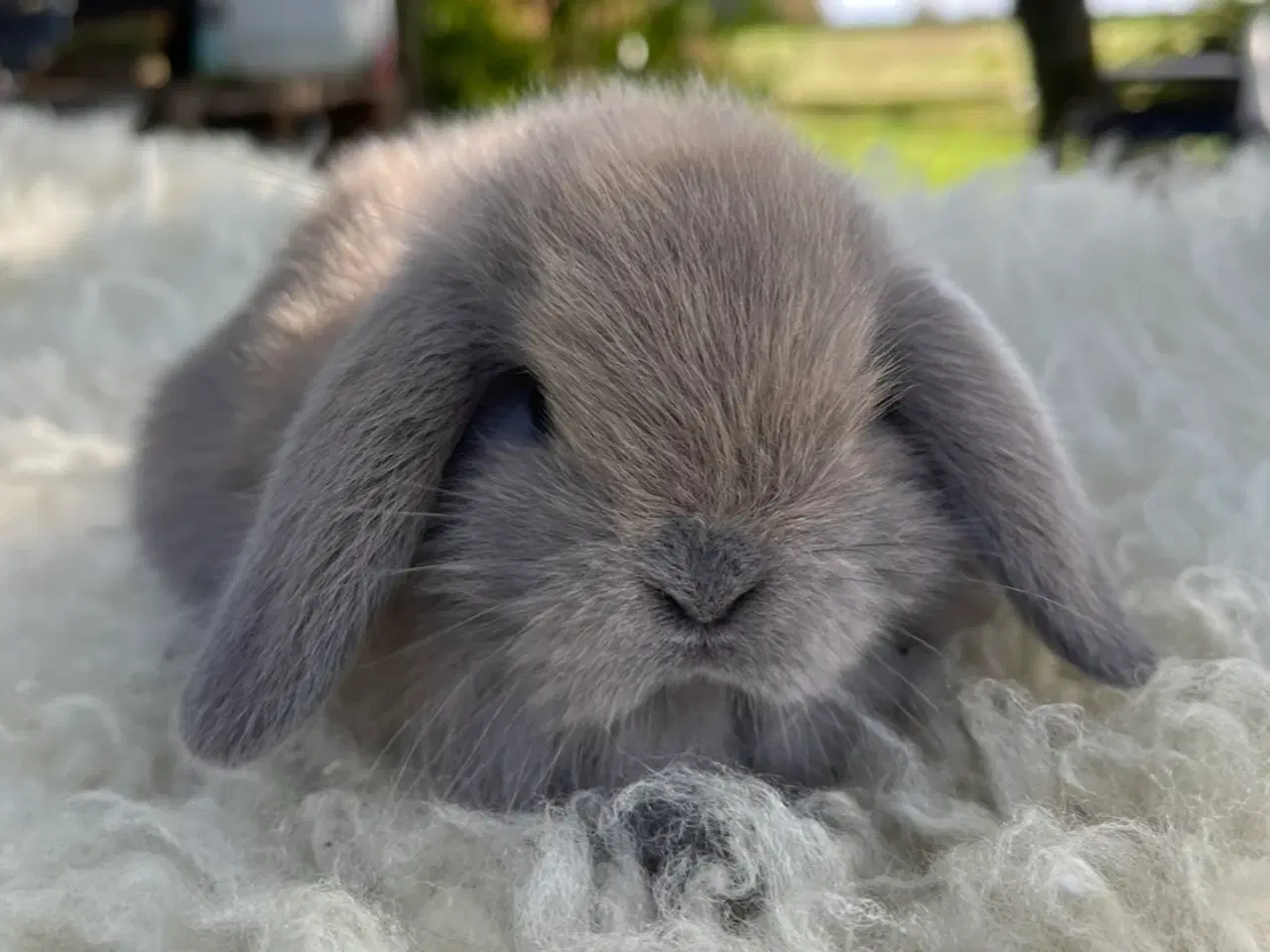 Billede 1 - Mini lop kaninunger 