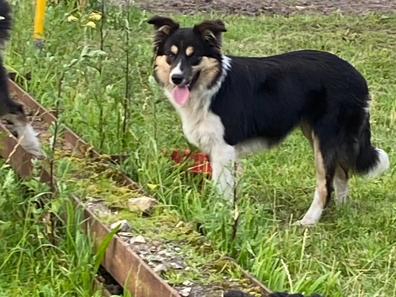 Billede 6 - Border collie dreng