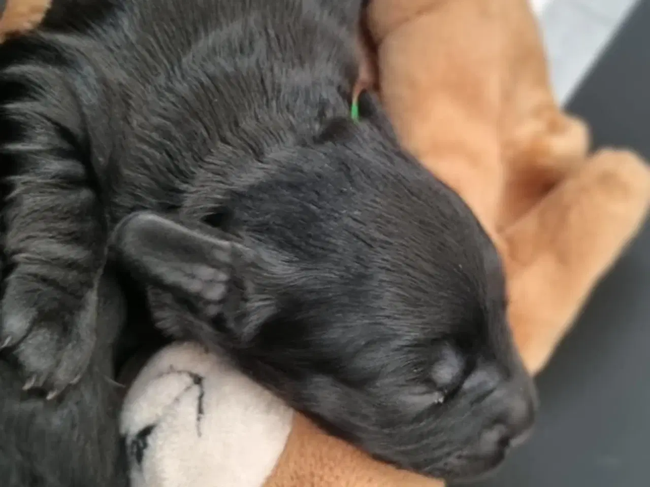 Billede 11 - Skønne Cavapoo-hvalpe – 4 piger og 2 drenge – k