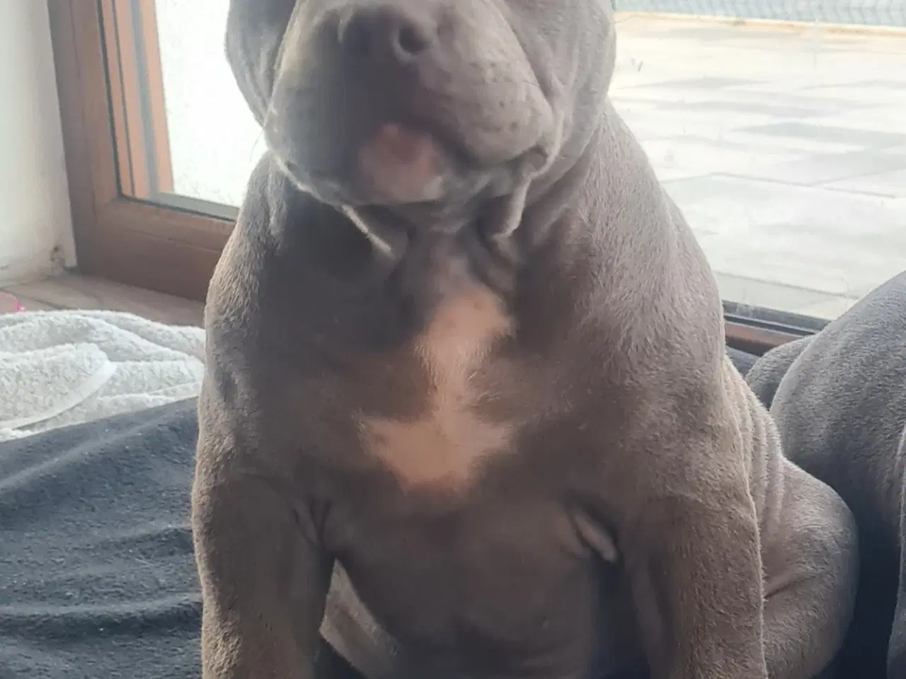 Billede 5 - American Bully Pige ,pocket 