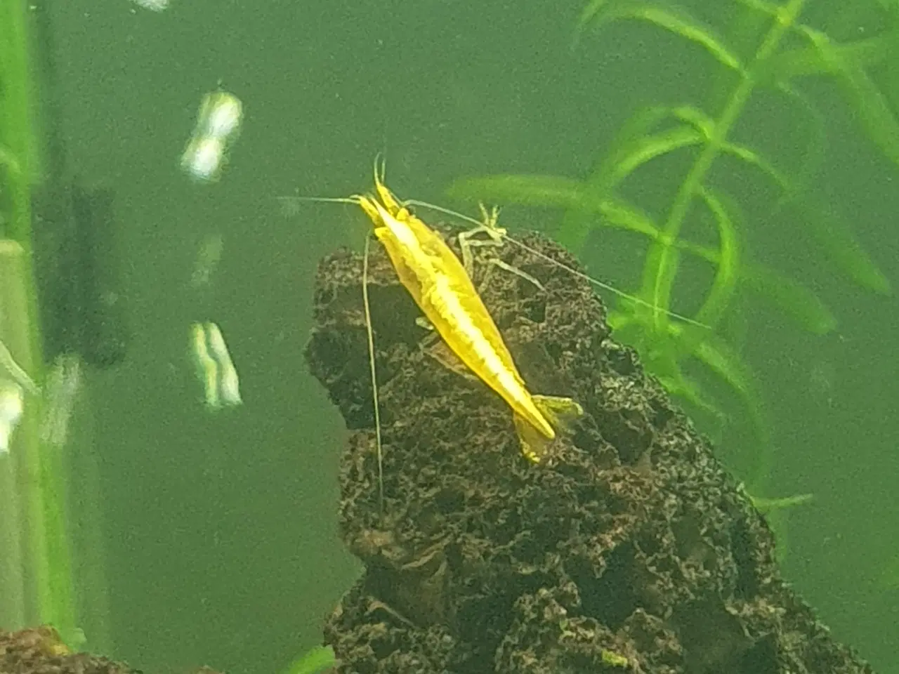 Billede 6 - Neocaridina rejer yellow Neon Backline 