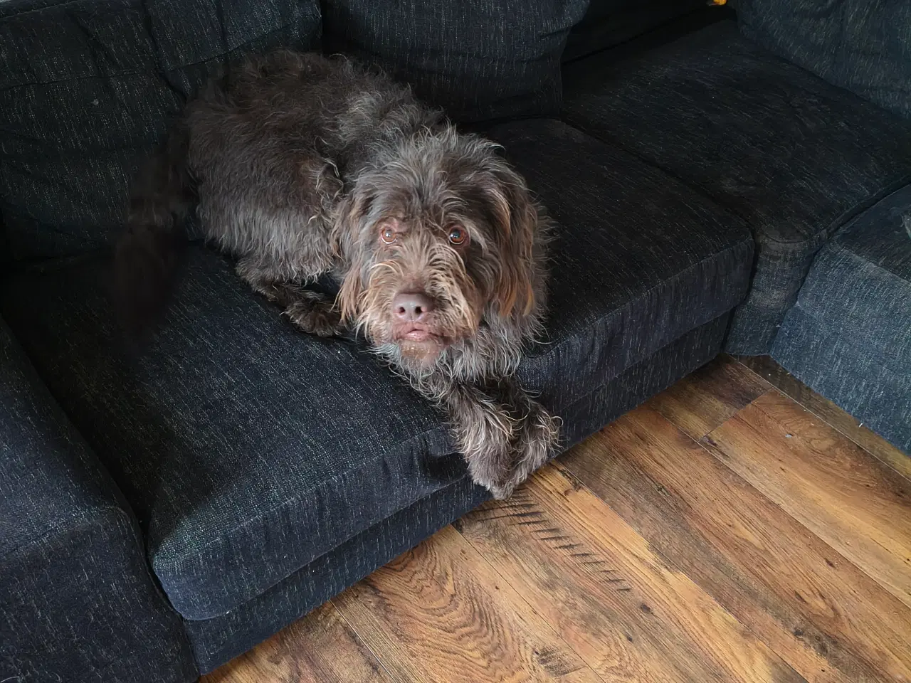 Billede 6 - Brun Labrador/Tysk ruhåret Hønsehund (Rulabber)