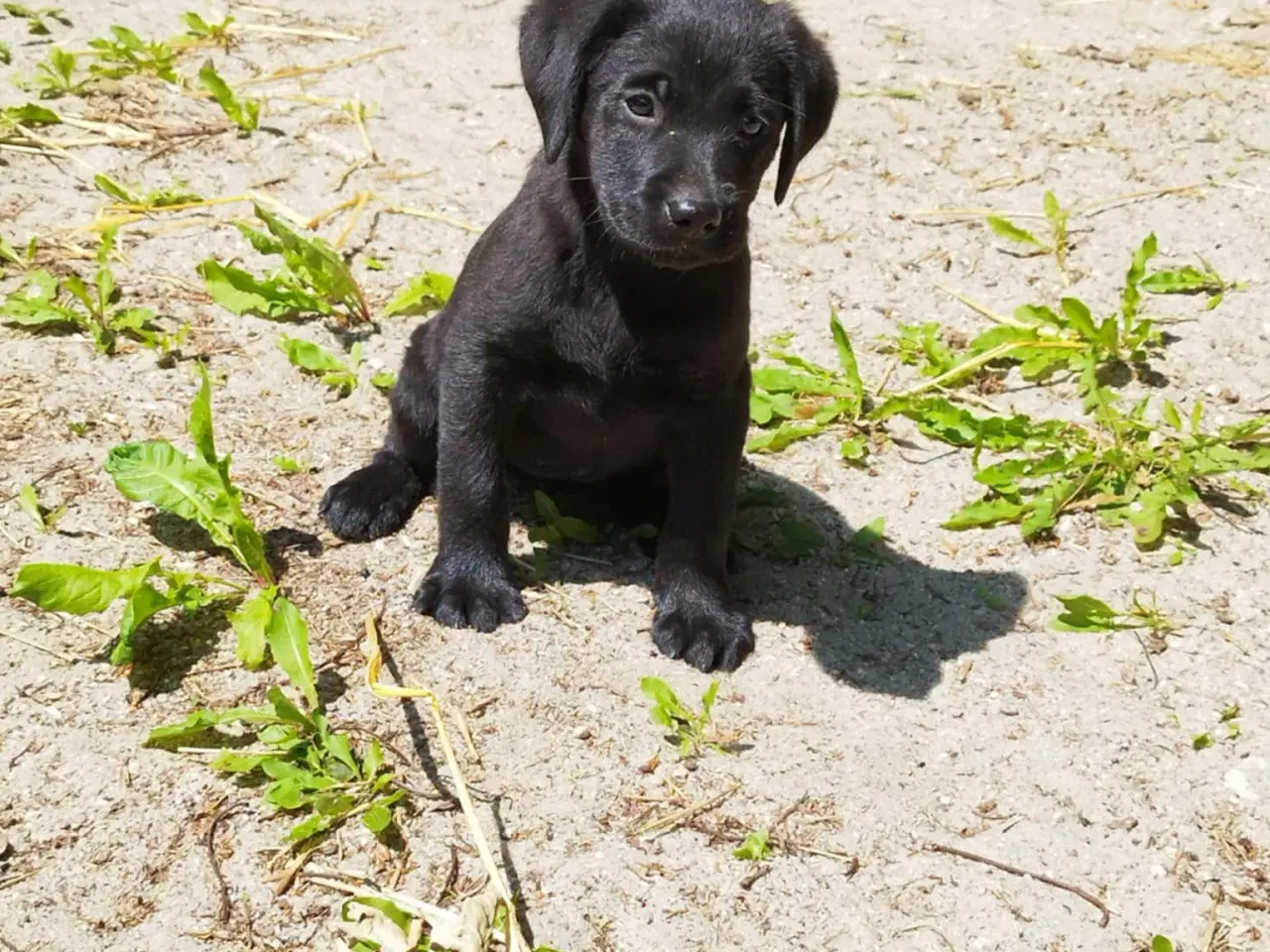 Billede 2 - Labrador hvalpe