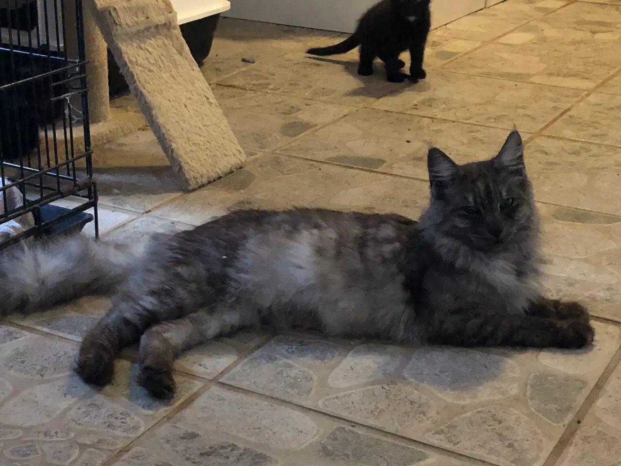 Billede 1 - Virkelige pjusket halv main coon killinger