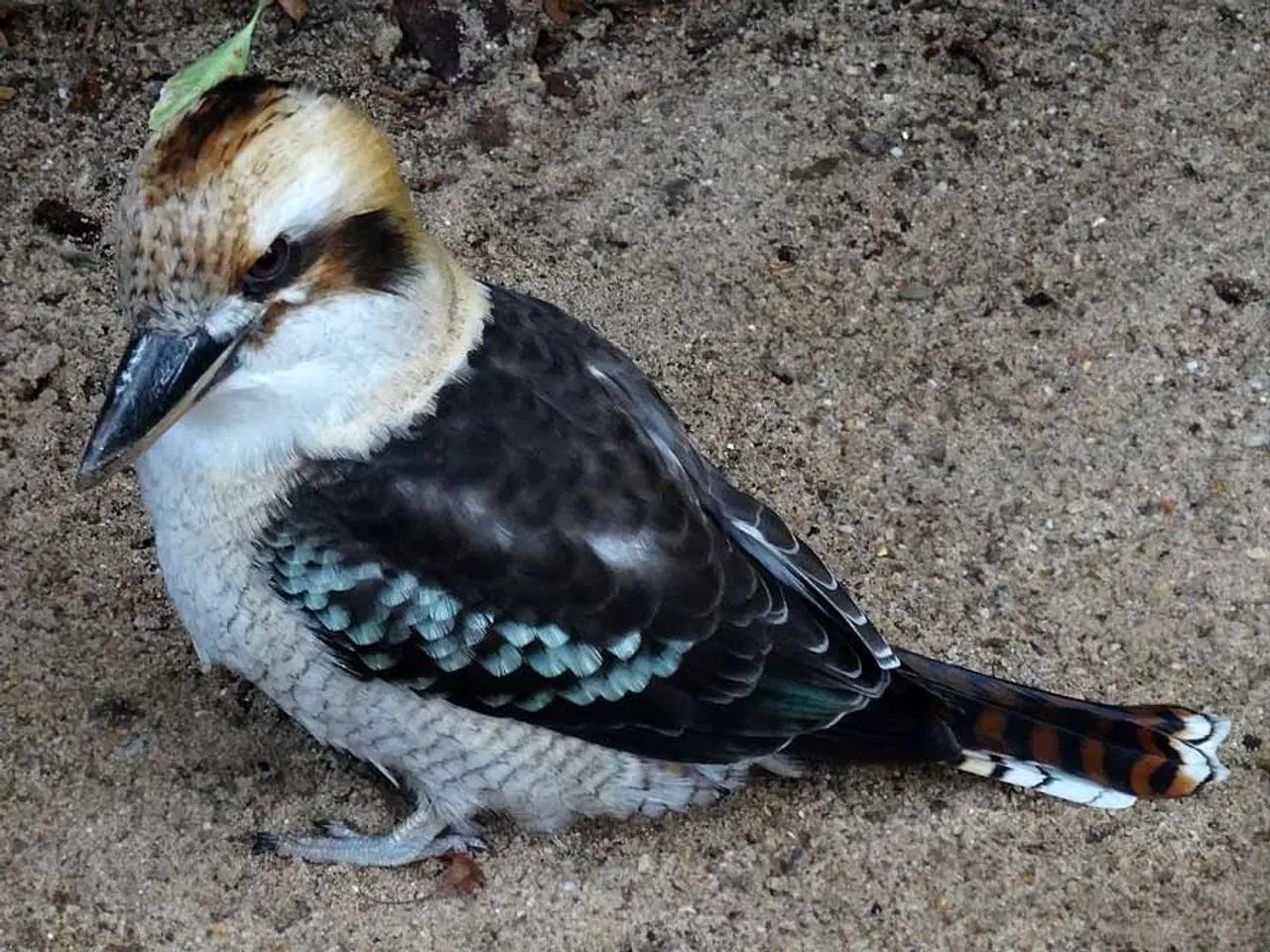 Billede 1 - Latterfugl