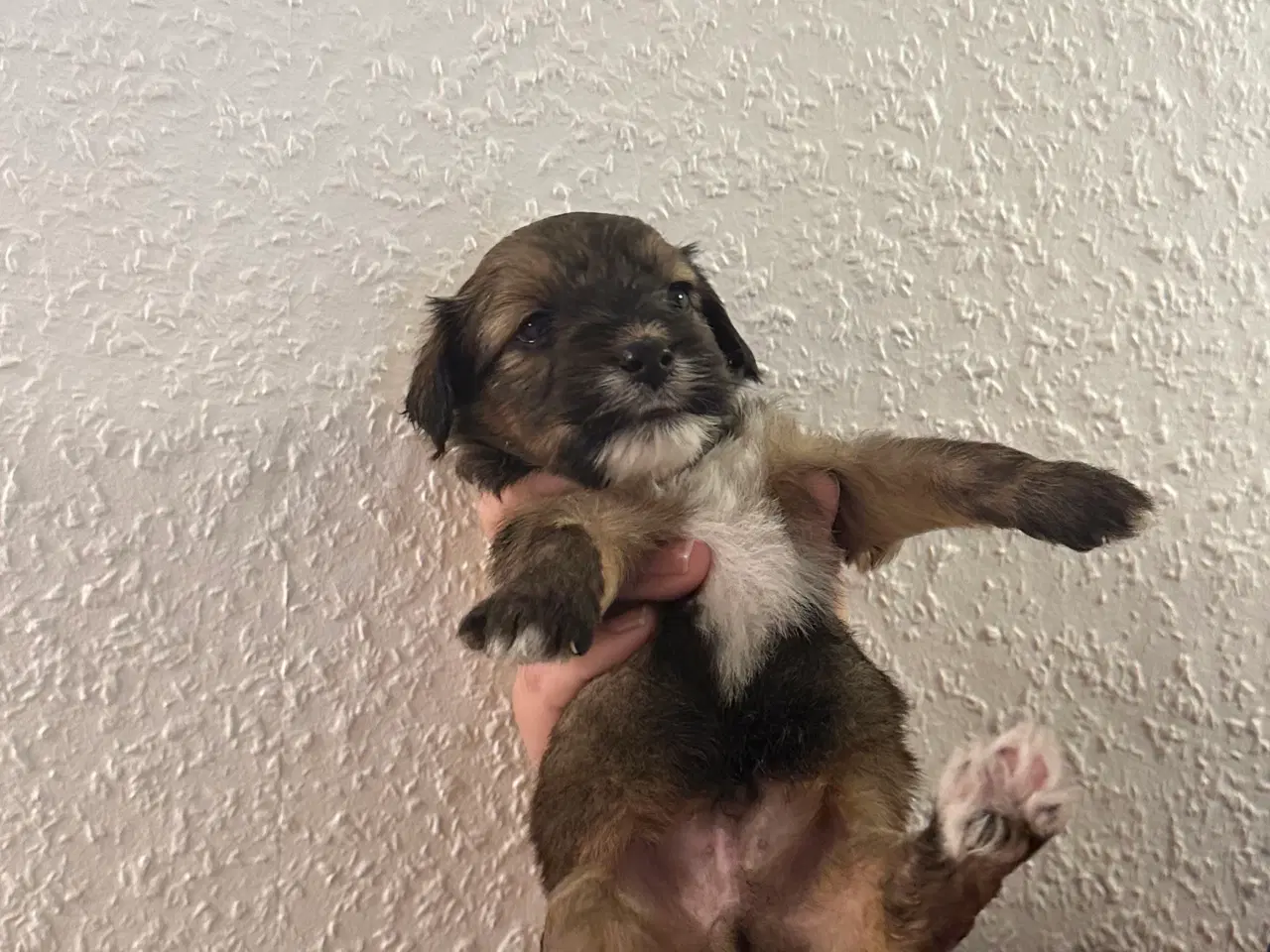 Billede 3 - Hundehvalpe 