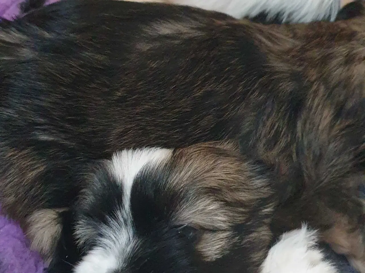 Billede 13 - Lhasa Apso - Vidunderlige Bella 🐾💕