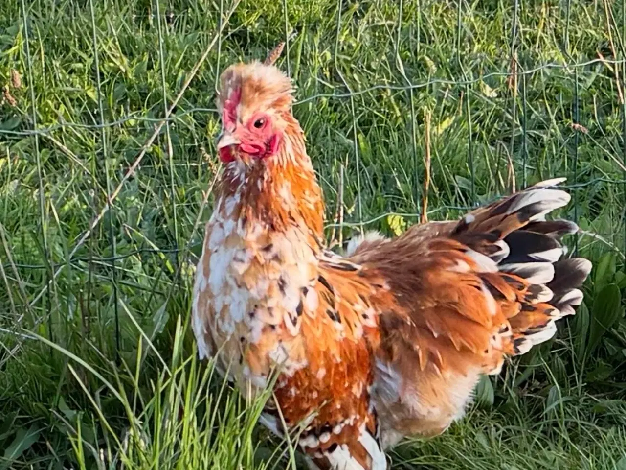 Billede 6 - Silker en kochin og blandings hane