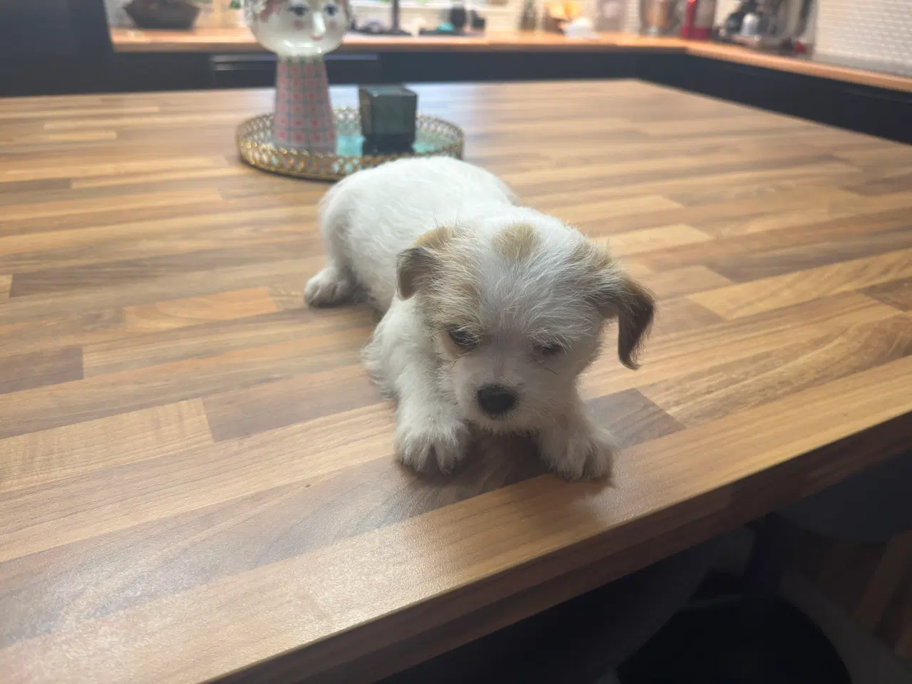 Billede 6 - Poshun hvalpe