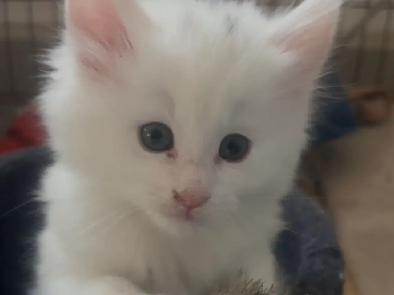 Billede 2 - 2 skovkatte killinger med stamtavle til salg