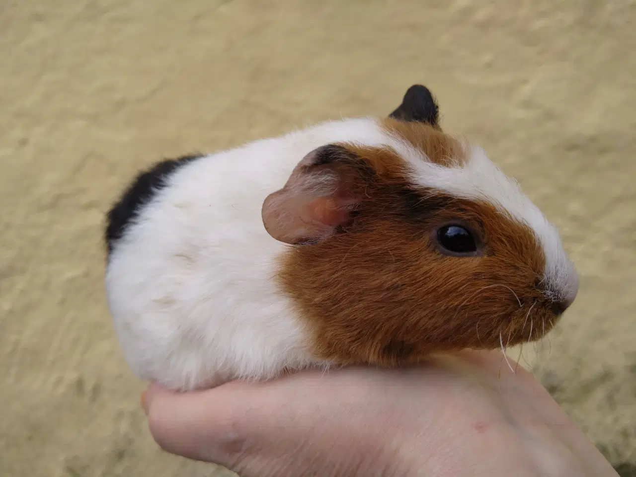 Billede 2 - Hun unge til voksen, der har mistet makkeren 