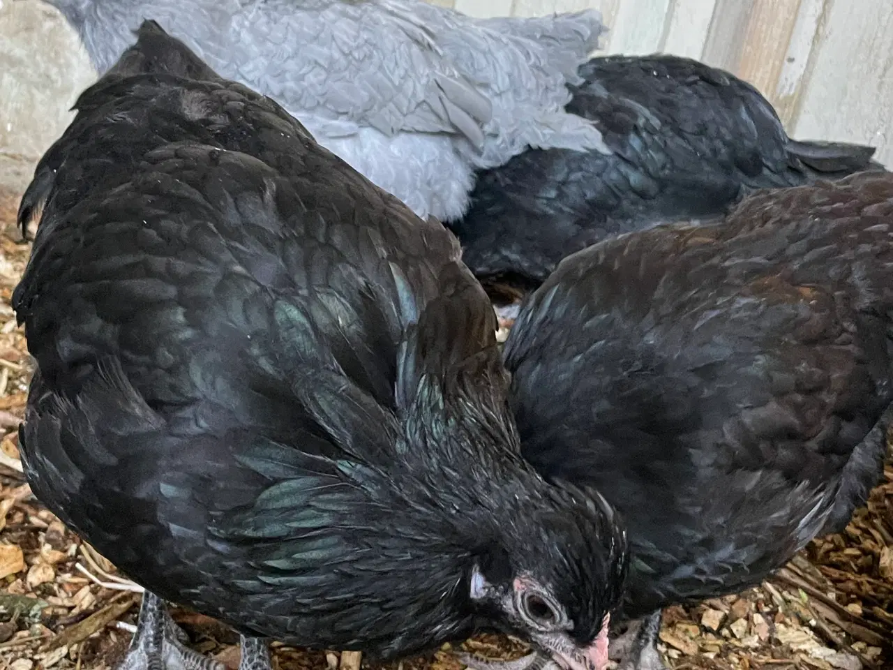 Billede 5 - Engelsk Araucana hønekyllinger 