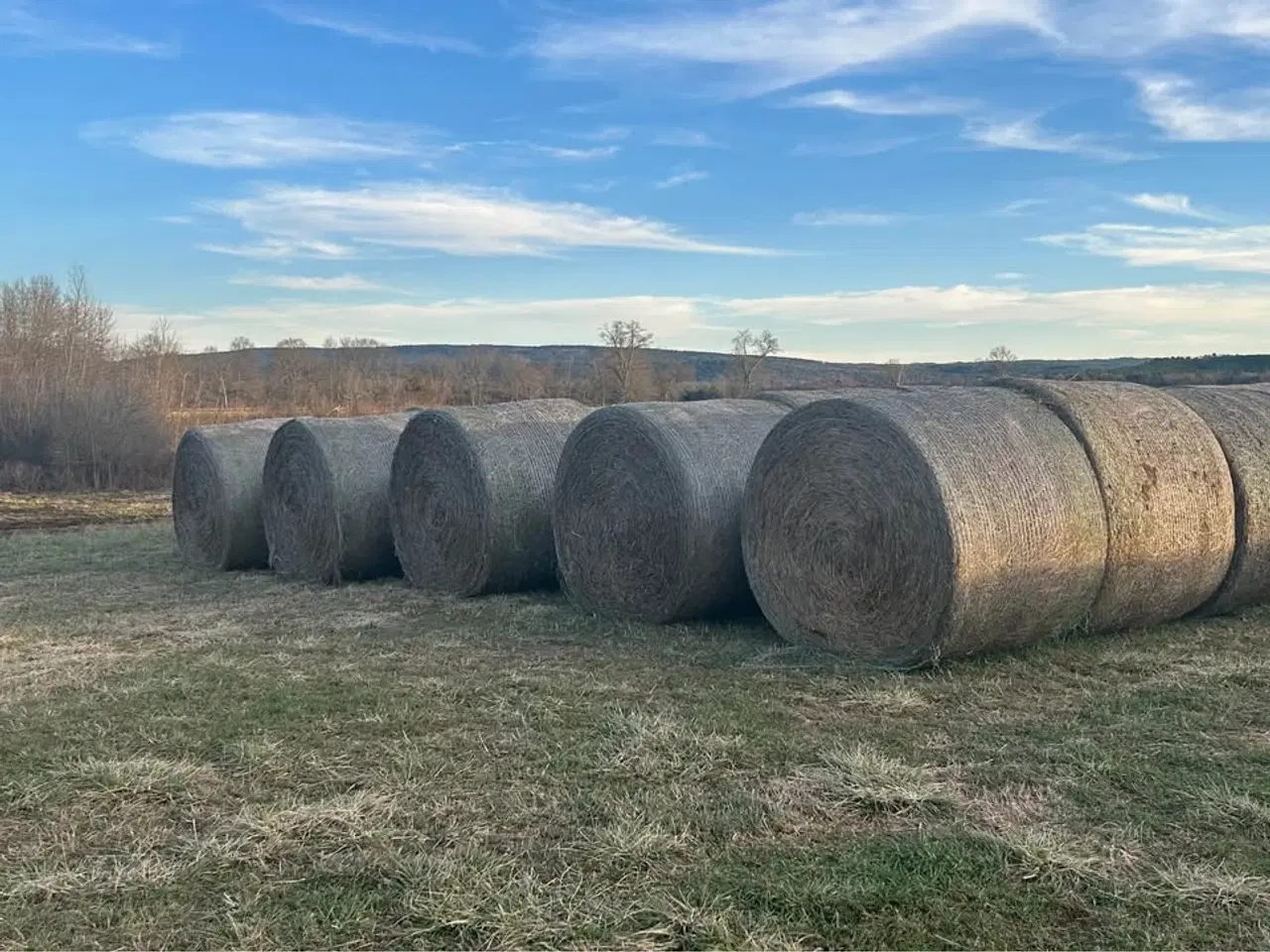 Billede 1 - Lucernehø Høj Kvalitet Foder til Husdyr