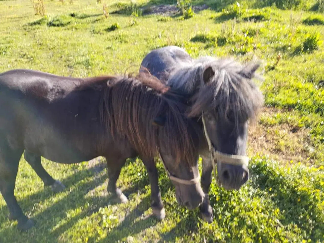 Billede 1 - Shetlandsponyer hoppe og vallak