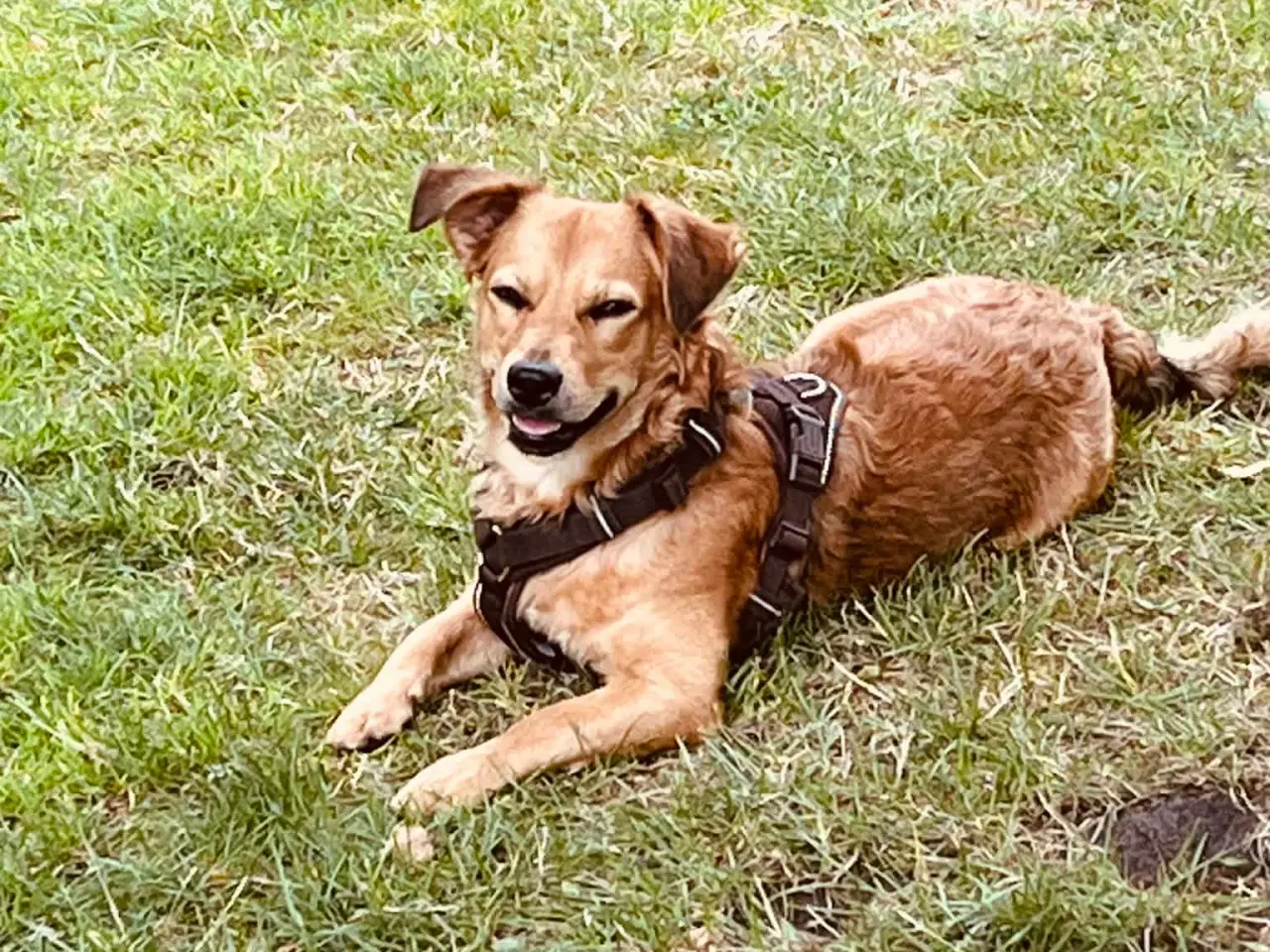 Billede 2 - Sødeste Nino leder efter ny familie 🩵