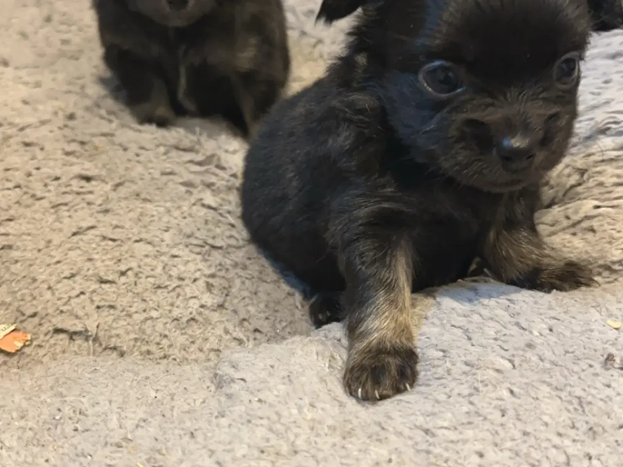 Billede 5 - Pomeranian / chihuahua 