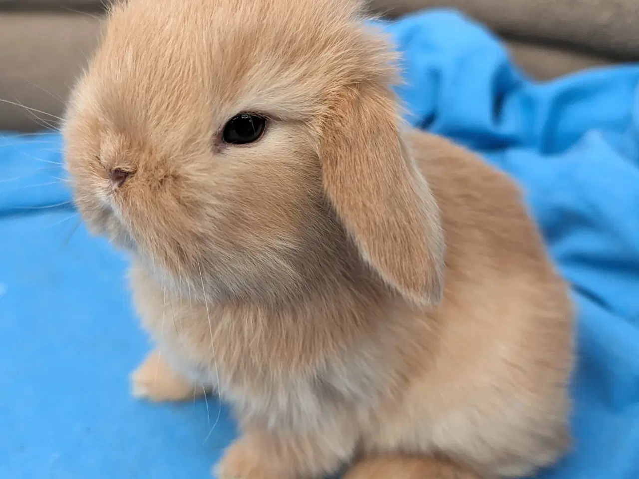 Billede 1 - Minilop kaninunge sælges