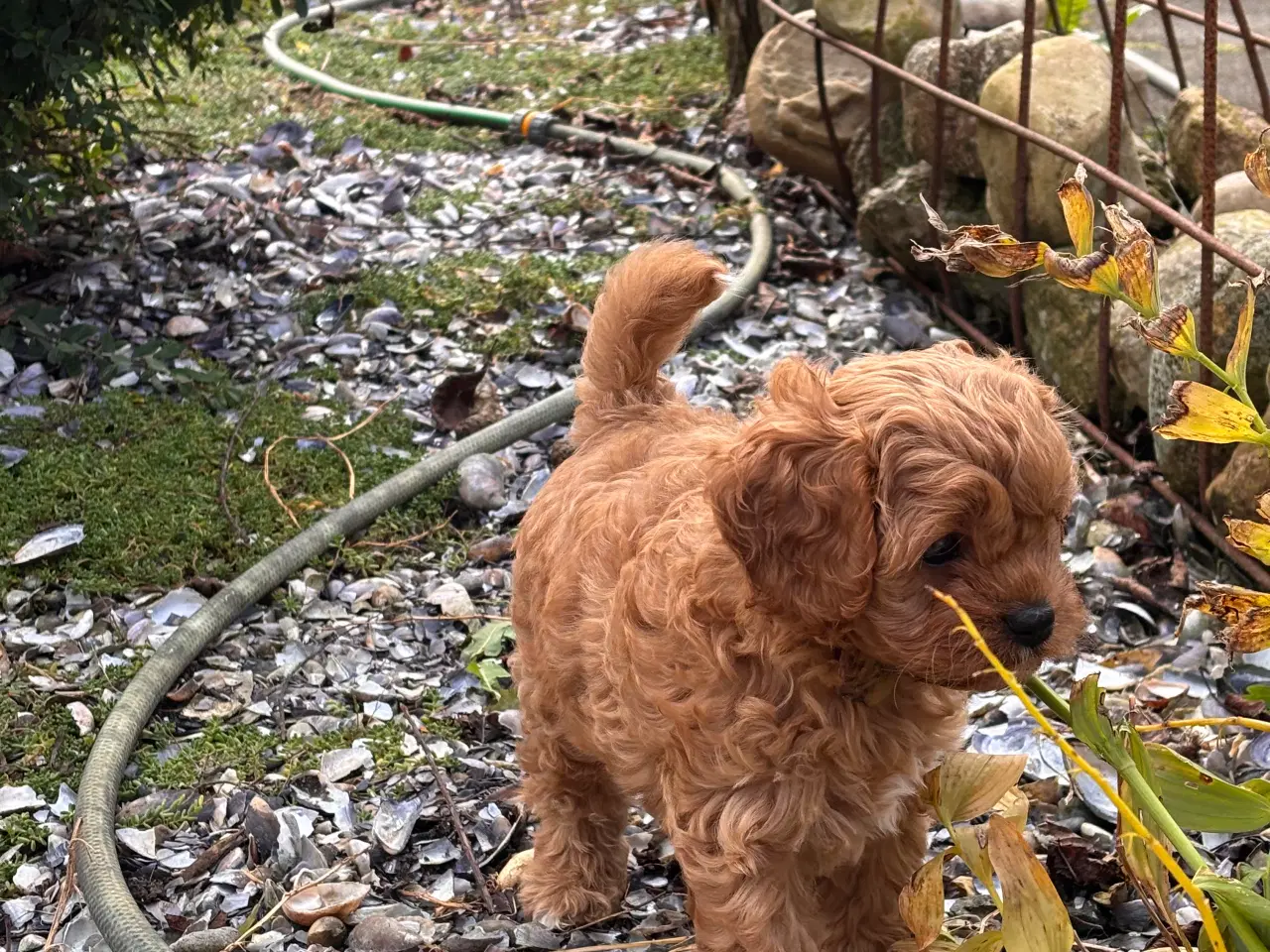 Billede 2 - Skønne Cavapoo hvalpe 