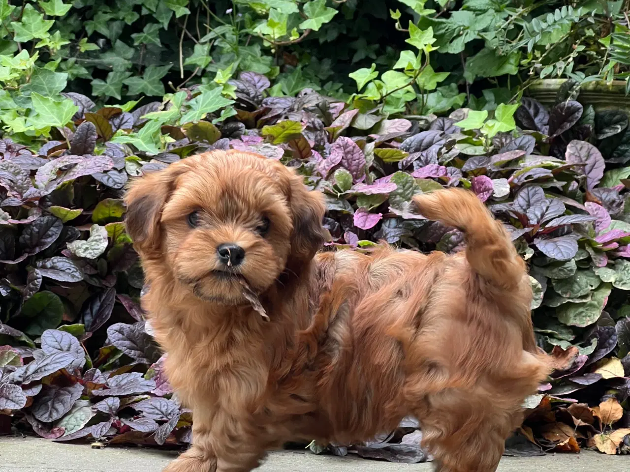 Billede 15 - 🧡Sød & Smuk Bichon Havanais 🧡
