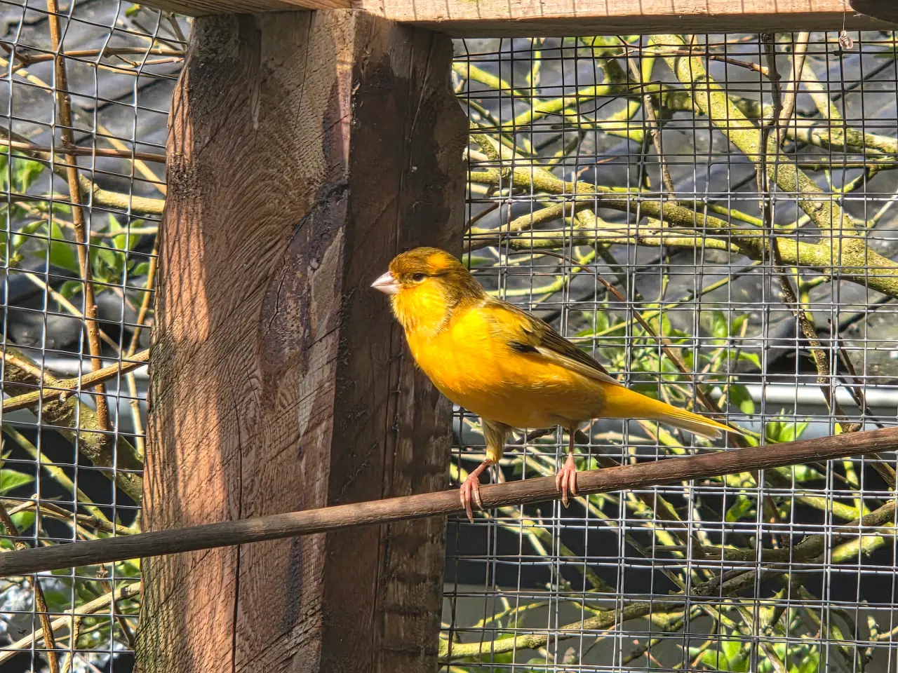 Billede 1 - Kanariefugl - vinterhårdfør.