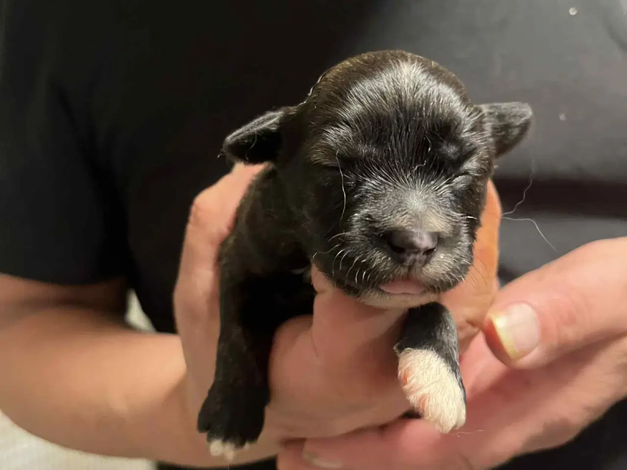 Billede 1 - Kun en sød tæve tilbage nu! Små blandinger 