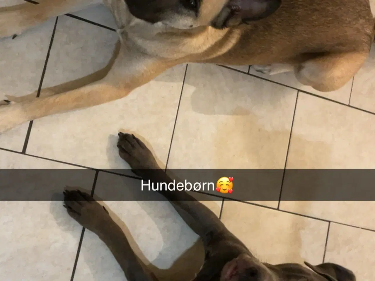 Billede 8 - Blandingshvalpe 