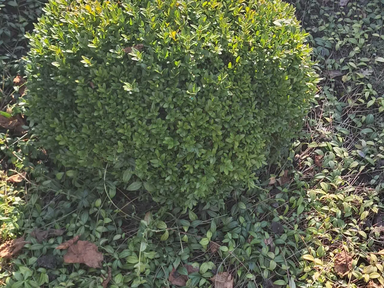 Billede 2 - 2 stk boksbom kugler 