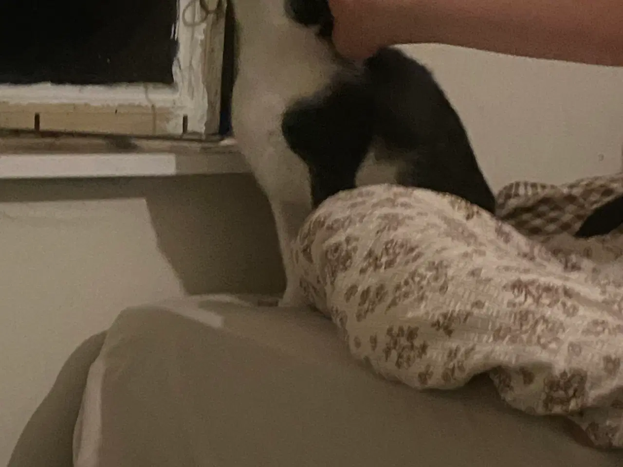 Billede 2 - hunkat på 2 år søger nyt hjem