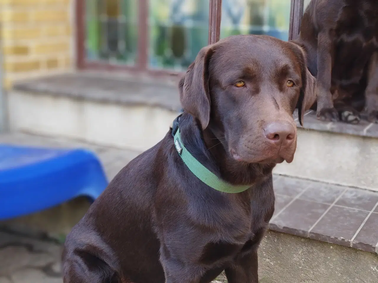 Billede 9 - Gammeldags Brun labrador hvalp