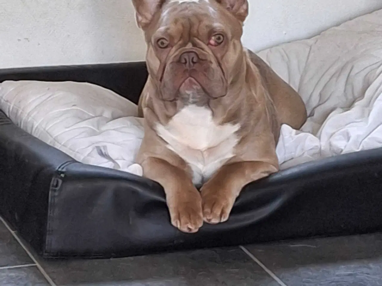 Billede 2 - Franske bulldog