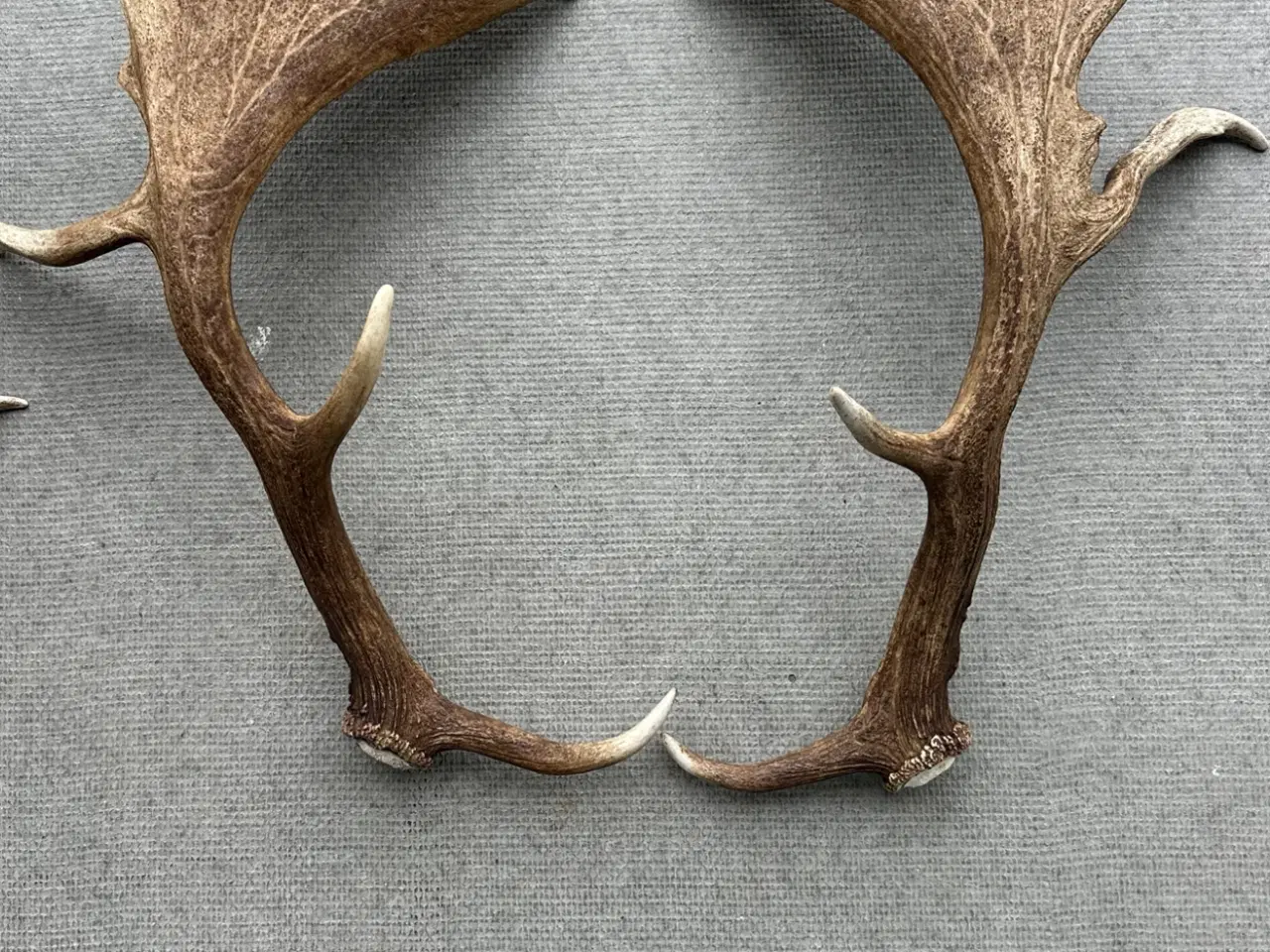 Billede 1 - 4 flotte kastestænger fra dåhjort sælges