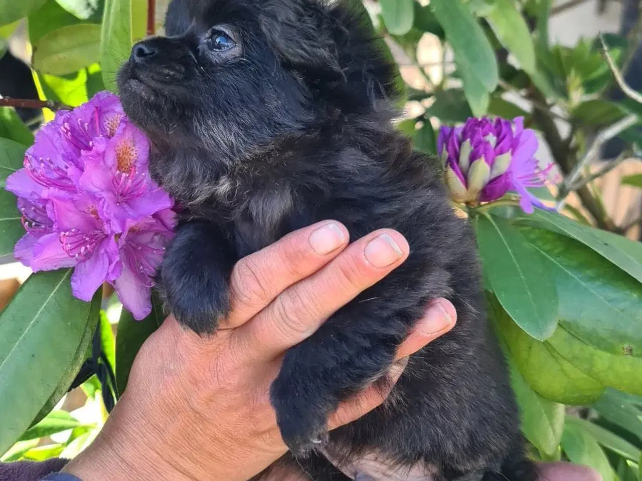 Billede 2 - Chihuahua dreng