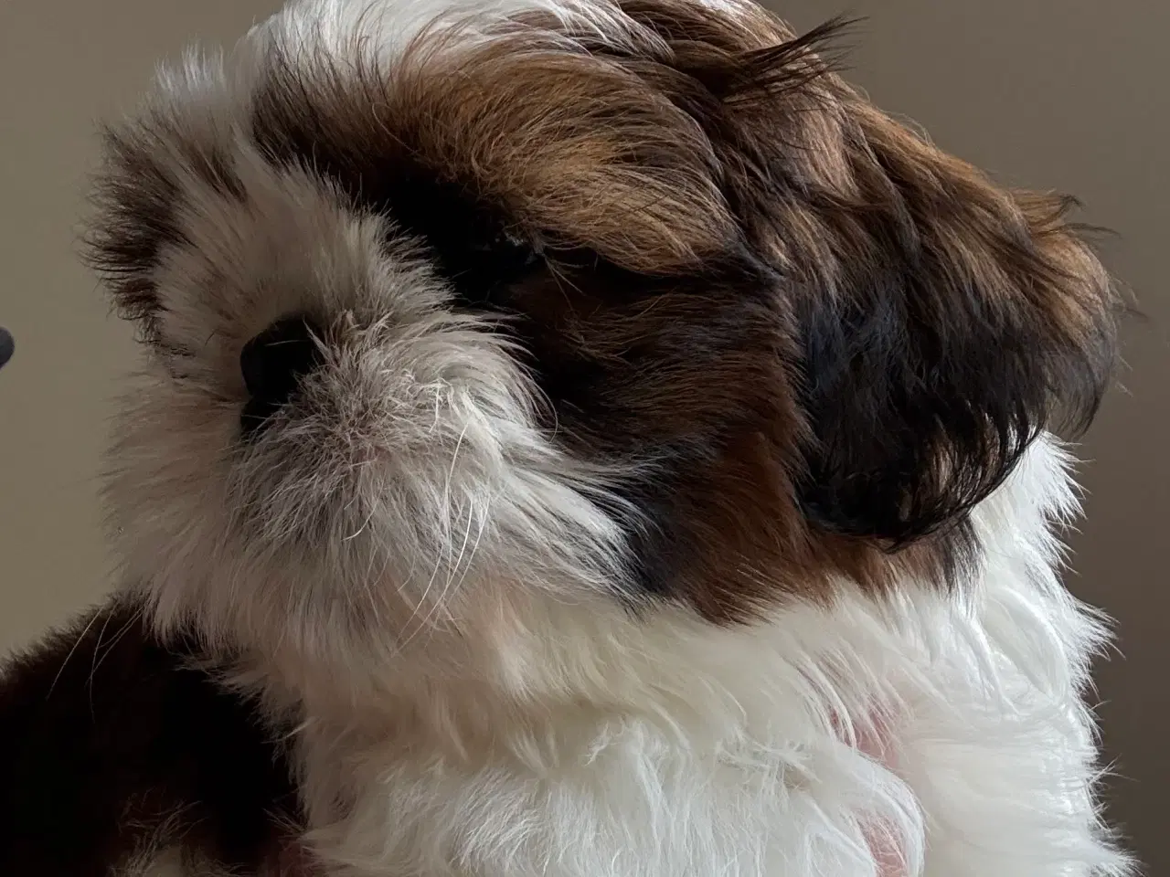 Billede 1 - Shih tzu hvalp