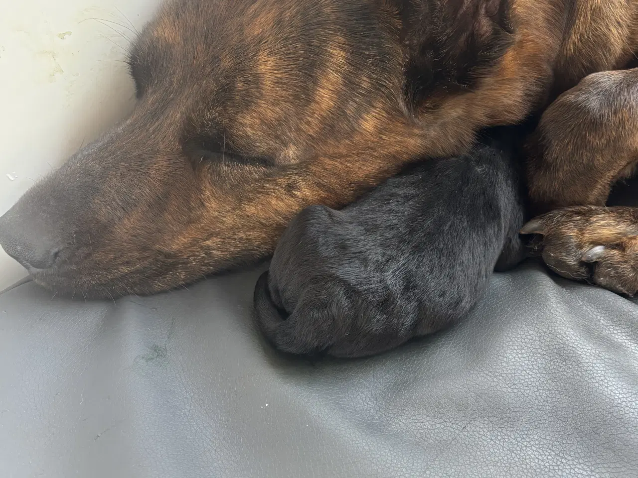 Billede 5 - Hundehvalpe - Labradorblanding. 