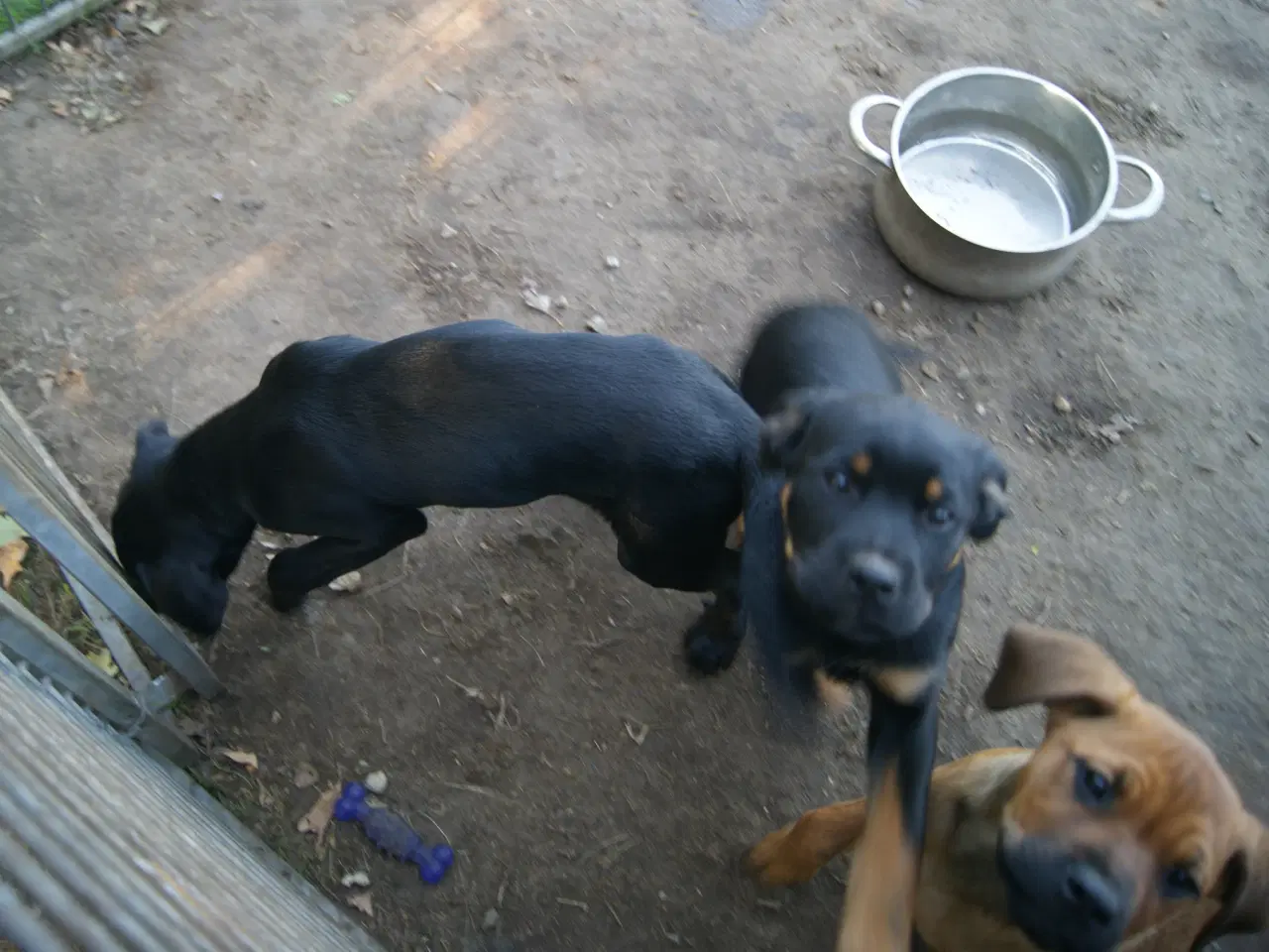 Billede 13 - 3 livlige og friske Cane Corso/ Rottweiler Hvalpe.