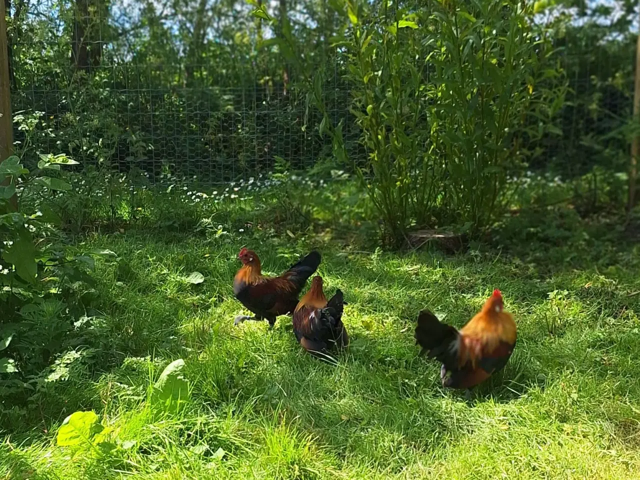 Billede 3 - Hollandske Dværg