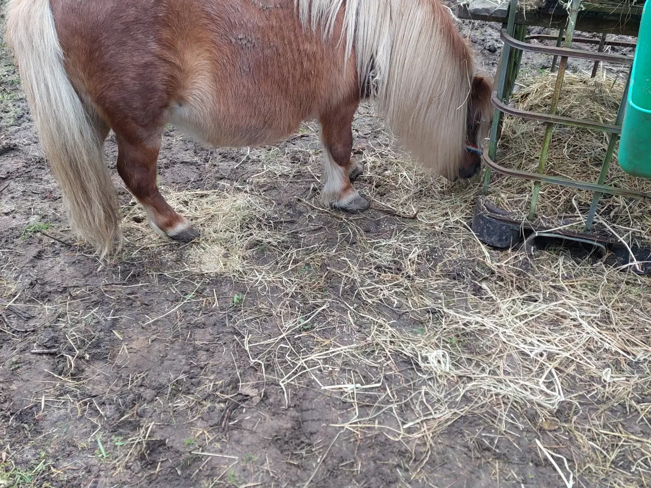 Billede 4 - Trav hoppe sælges