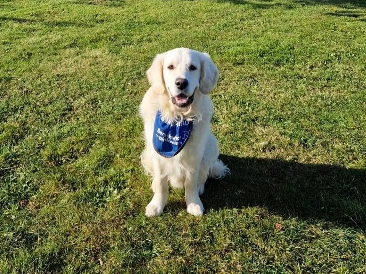 Billede 2 - Golden retriver