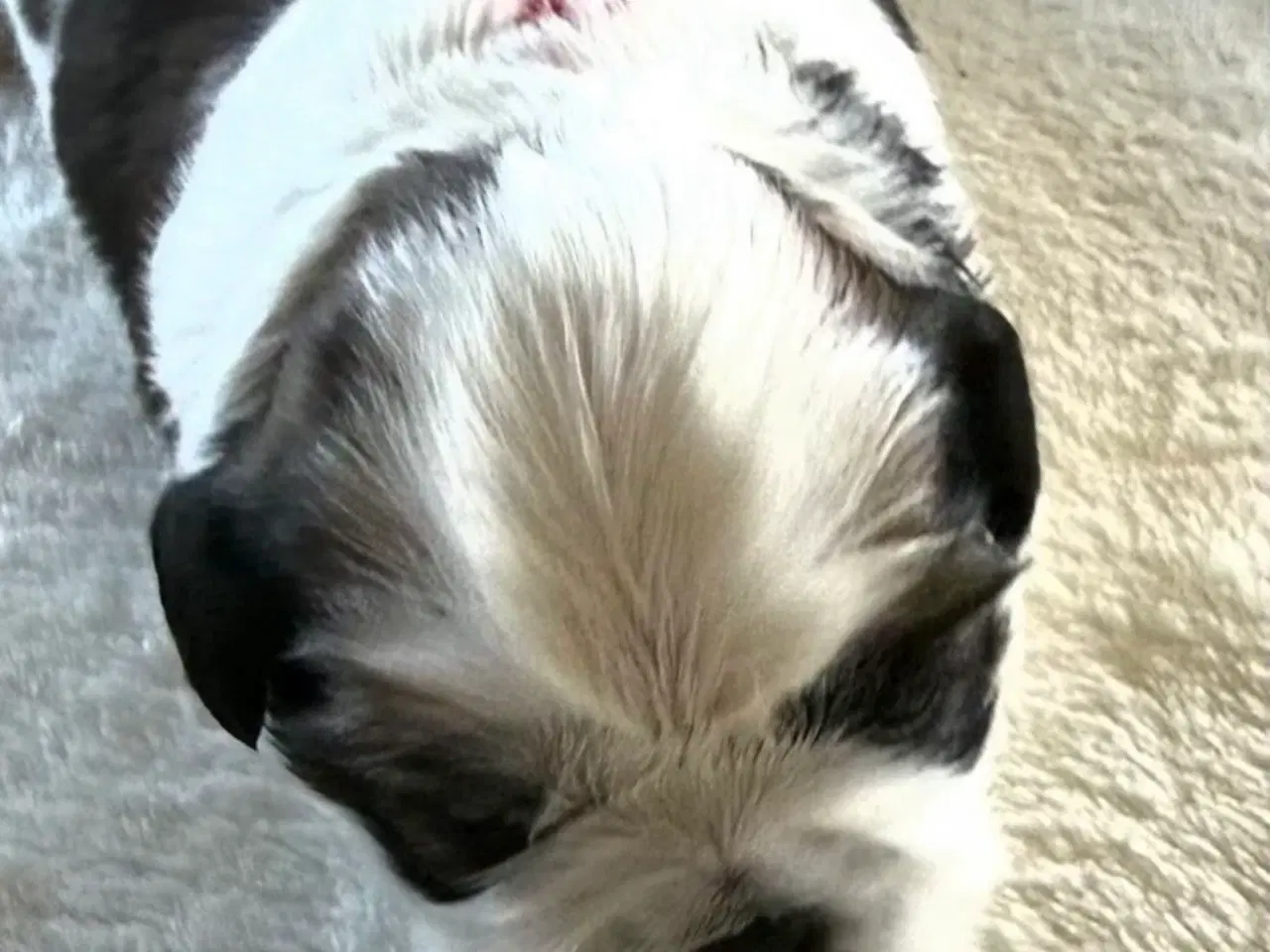 Billede 2 - Shih tzu hvalpe 