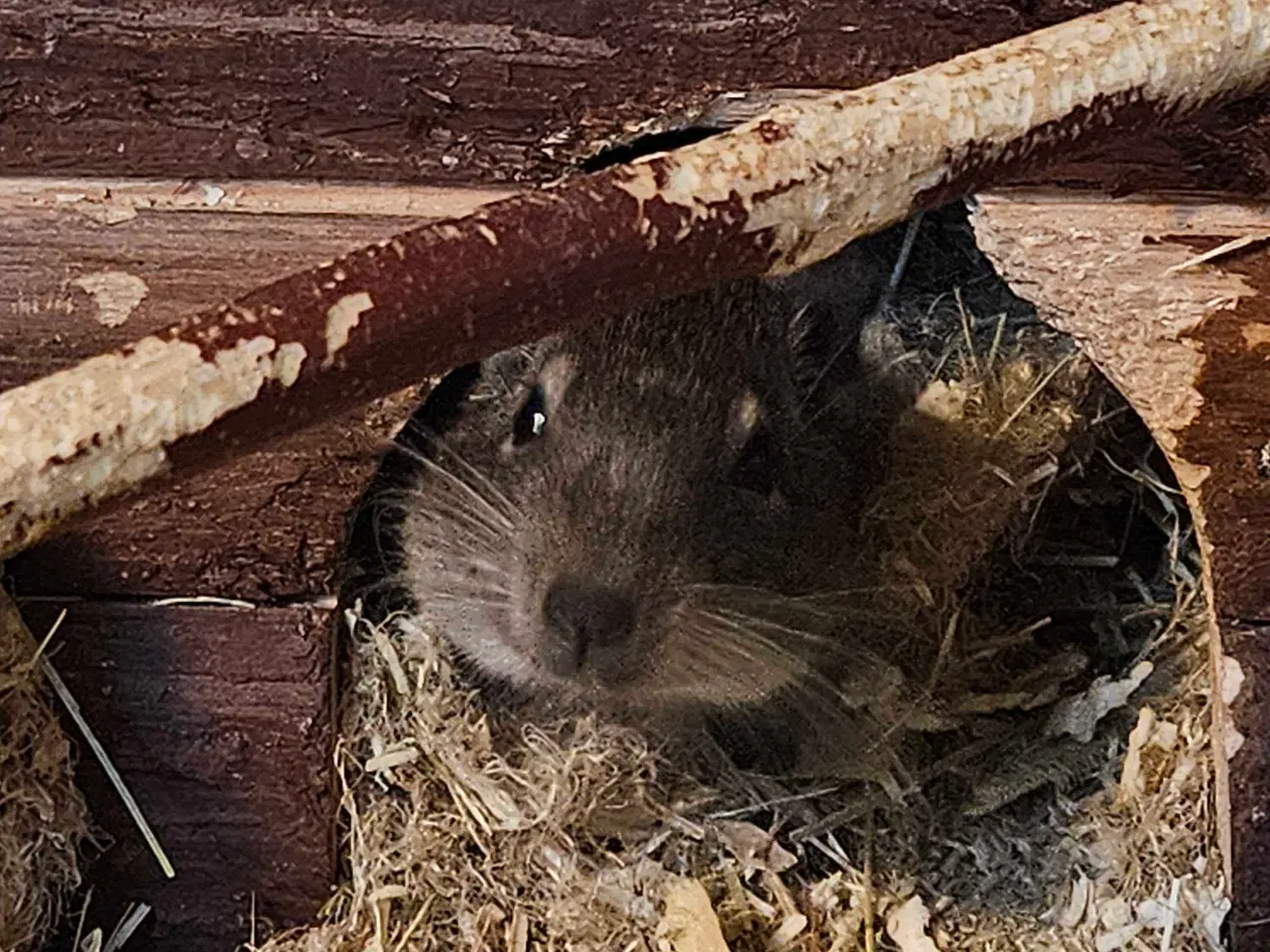 Billede 2 - DEGU 2 STK. Med stort bur
