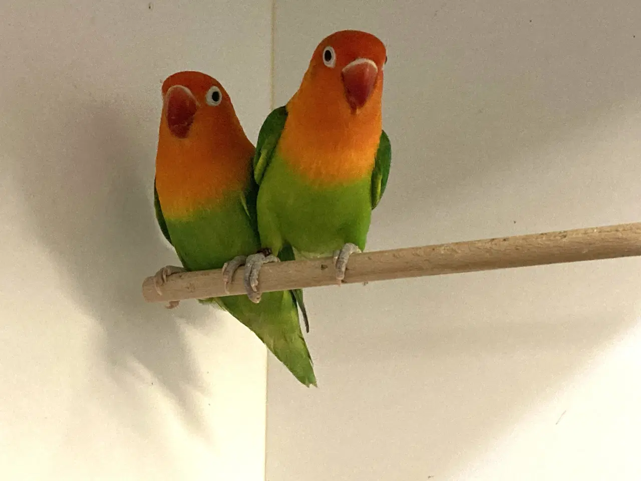 Billede 2 - Rødhovedet Dværgpapegøje