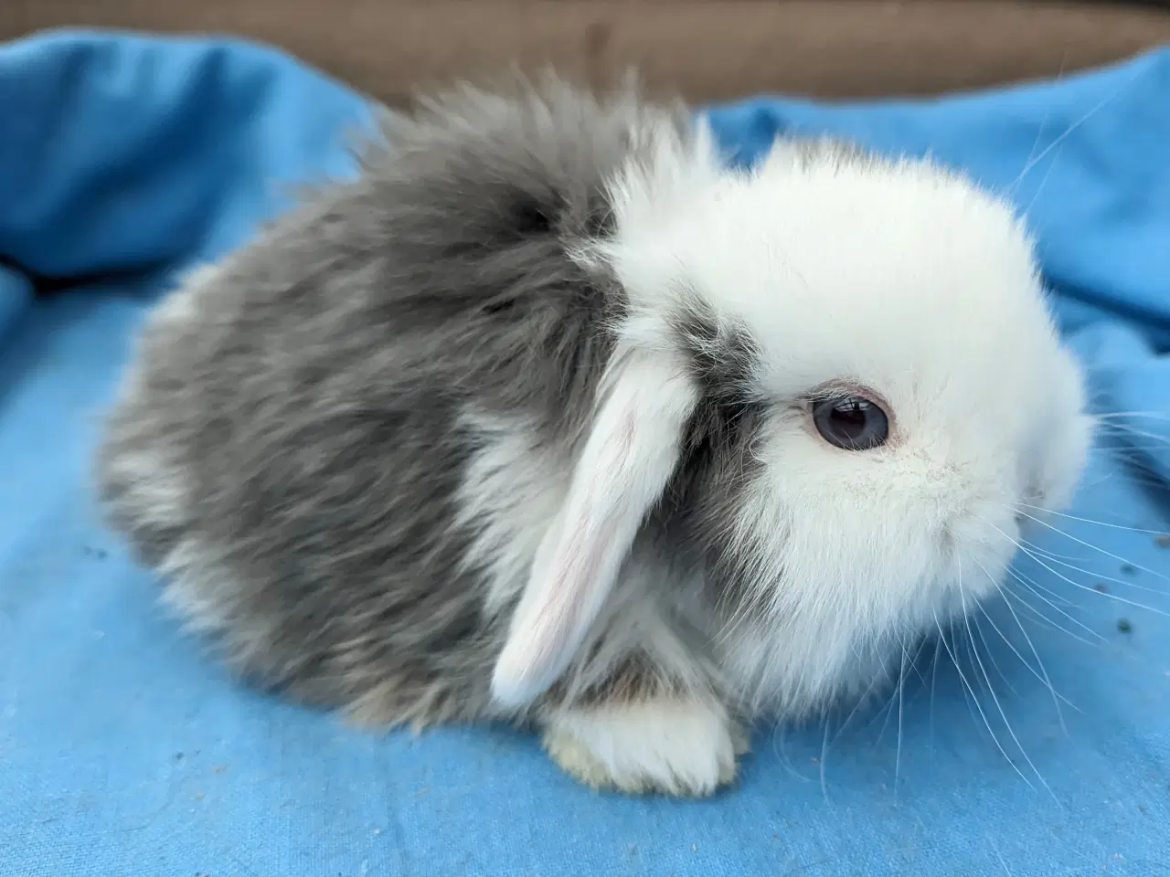 Billede 2 - Minilop kaninunge sælges 